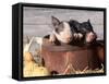 Mixed-Breed Piglets in a Barrel-Lynn M^ Stone-Framed Stretched Canvas