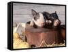 Mixed-Breed Piglets in a Barrel-Lynn M^ Stone-Framed Stretched Canvas