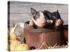 Mixed-Breed Piglets in a Barrel-Lynn M^ Stone-Stretched Canvas