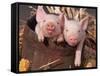 Mixed-Breed Piglets in a Barrel-Lynn M^ Stone-Framed Stretched Canvas