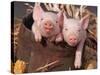 Mixed-Breed Piglets in a Barrel-Lynn M^ Stone-Stretched Canvas