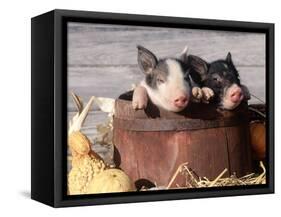 Mixed-Breed Piglets in a Barrel-Lynn M^ Stone-Framed Stretched Canvas