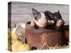 Mixed-Breed Piglets in a Barrel-Lynn M^ Stone-Stretched Canvas