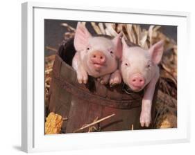 Mixed-Breed Piglets in a Barrel-Lynn M^ Stone-Framed Photographic Print