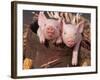 Mixed-Breed Piglets in a Barrel-Lynn M^ Stone-Framed Photographic Print