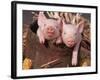 Mixed-Breed Piglets in a Barrel-Lynn M^ Stone-Framed Photographic Print