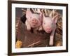 Mixed-Breed Piglets in a Barrel-Lynn M^ Stone-Framed Photographic Print