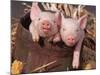 Mixed-Breed Piglets in a Barrel-Lynn M^ Stone-Mounted Photographic Print