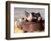 Mixed-Breed Piglets in a Barrel-Lynn M^ Stone-Framed Photographic Print