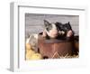 Mixed-Breed Piglets in a Barrel-Lynn M^ Stone-Framed Photographic Print