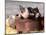 Mixed-Breed Piglets in a Barrel-Lynn M^ Stone-Mounted Photographic Print