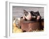 Mixed-Breed Piglets in a Barrel-Lynn M^ Stone-Framed Photographic Print