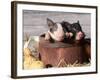 Mixed-Breed Piglets in a Barrel-Lynn M^ Stone-Framed Photographic Print