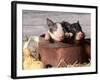 Mixed-Breed Piglets in a Barrel-Lynn M^ Stone-Framed Photographic Print