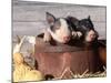 Mixed-Breed Piglets in a Barrel-Lynn M^ Stone-Mounted Photographic Print