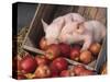 Mixed Breed Piglets in Apple Cart-Lynn M^ Stone-Stretched Canvas