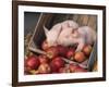 Mixed Breed Piglets in Apple Cart-Lynn M^ Stone-Framed Photographic Print