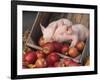 Mixed Breed Piglets in Apple Cart-Lynn M^ Stone-Framed Photographic Print