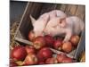 Mixed Breed Piglets in Apple Cart-Lynn M^ Stone-Mounted Photographic Print