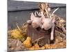 Mixed Breed Piglets in Wooden Bucket-Lynn M^ Stone-Mounted Photographic Print