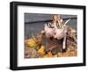 Mixed Breed Piglets in Wooden Bucket-Lynn M^ Stone-Framed Photographic Print