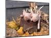 Mixed Breed Piglets in Wooden Bucket-Lynn M^ Stone-Mounted Photographic Print