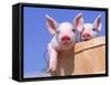 Mixed-Breed Pigs-Lynn M^ Stone-Framed Stretched Canvas