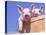 Mixed-Breed Pigs-Lynn M^ Stone-Stretched Canvas