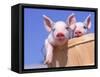 Mixed-Breed Pigs-Lynn M^ Stone-Framed Stretched Canvas