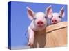 Mixed-Breed Pigs-Lynn M^ Stone-Stretched Canvas