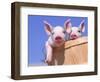 Mixed-Breed Pigs-Lynn M^ Stone-Framed Photographic Print