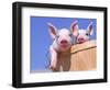 Mixed-Breed Pigs-Lynn M^ Stone-Framed Photographic Print