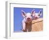 Mixed-Breed Pigs-Lynn M^ Stone-Framed Photographic Print
