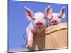 Mixed-Breed Pigs-Lynn M^ Stone-Mounted Photographic Print