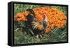 Mixed Breed Rooster-Lynn M^ Stone-Framed Stretched Canvas