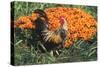 Mixed Breed Rooster-Lynn M^ Stone-Stretched Canvas