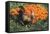 Mixed Breed Rooster-Lynn M^ Stone-Framed Stretched Canvas