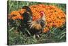 Mixed Breed Rooster-Lynn M^ Stone-Stretched Canvas