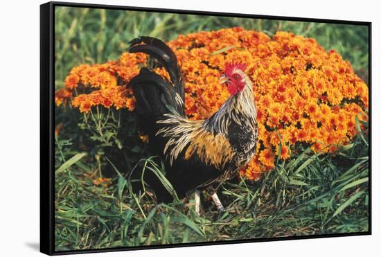 Mixed Breed Rooster-Lynn M^ Stone-Framed Stretched Canvas