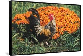 Mixed Breed Rooster-Lynn M^ Stone-Framed Stretched Canvas