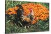 Mixed Breed Rooster-Lynn M^ Stone-Stretched Canvas