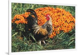 Mixed Breed Rooster-Lynn M^ Stone-Framed Photographic Print