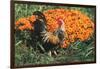 Mixed Breed Rooster-Lynn M^ Stone-Framed Photographic Print