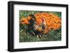 Mixed Breed Rooster-Lynn M^ Stone-Framed Photographic Print