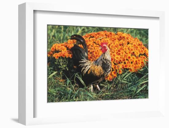 Mixed Breed Rooster-Lynn M^ Stone-Framed Photographic Print