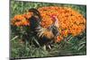 Mixed Breed Rooster-Lynn M^ Stone-Mounted Photographic Print