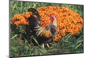 Mixed Breed Rooster-Lynn M^ Stone-Mounted Photographic Print