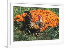 Mixed Breed Rooster-Lynn M^ Stone-Framed Photographic Print