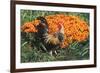 Mixed Breed Rooster-Lynn M^ Stone-Framed Photographic Print