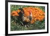 Mixed Breed Rooster-Lynn M^ Stone-Framed Photographic Print